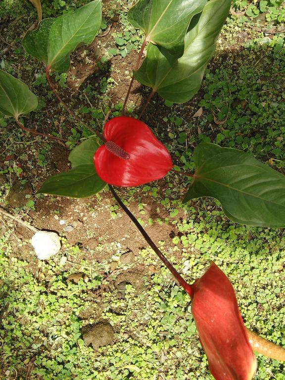 Anthurium Apartment Roseau Eksteriør bilde
